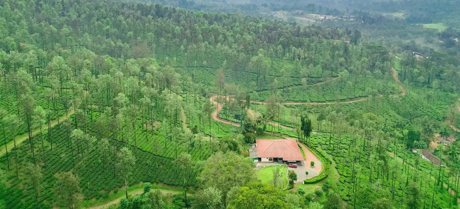 Coffee farm 1