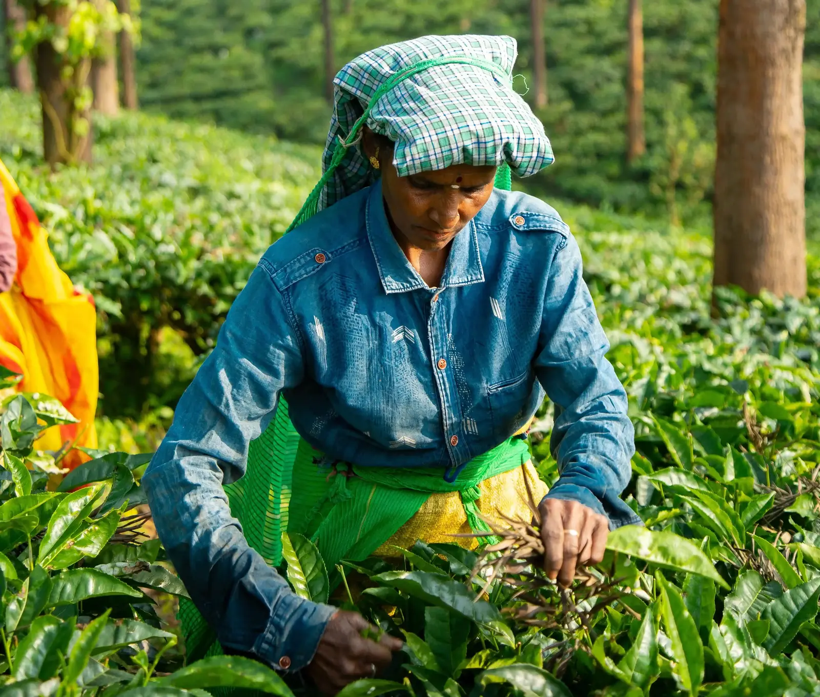 Coffee farm 3